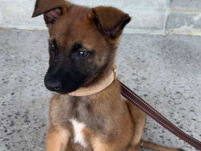 Chiots Malinois a vendre