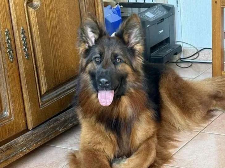 Chien adulte femelle Berger Allemand à Poil Long à vendre (LOF)