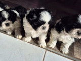4 chiots Shih Tzu LOF à réserver