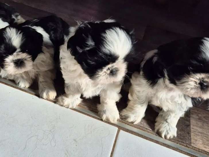 4 chiots Shih Tzu LOF à réserver