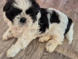 4 chiots Shih Tzu LOF à réserver