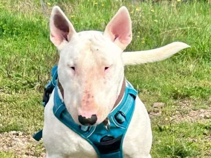 Saillie disponible pour un chien mâle Bull Terrier LOF