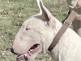 Saillie disponible pour un chien mâle Bull Terrier LOF