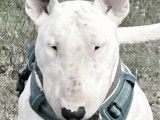 Saillie disponible pour un chien mâle Bull Terrier LOF