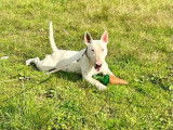 Saillie disponible pour un chien mâle Bull Terrier LOF