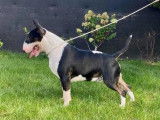 Saillie disponible pour un chien mâle Bull Terrier LOF