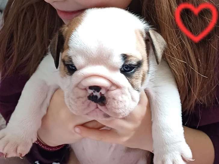 3 chiots mâles Bulldog Anglais disponibles à la vente (LOF)
