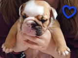 3 chiots mâles Bulldog Anglais disponibles à la vente (LOF)