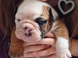 3 chiots mâles Bulldog Anglais disponibles à la vente (LOF)