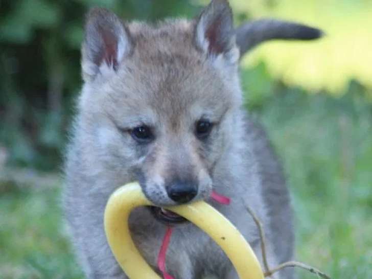 3 chiots Chien Loup Tchécoslovaque LOF à réserver