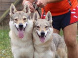 3 chiots Chien Loup Tchécoslovaque LOF à réserver