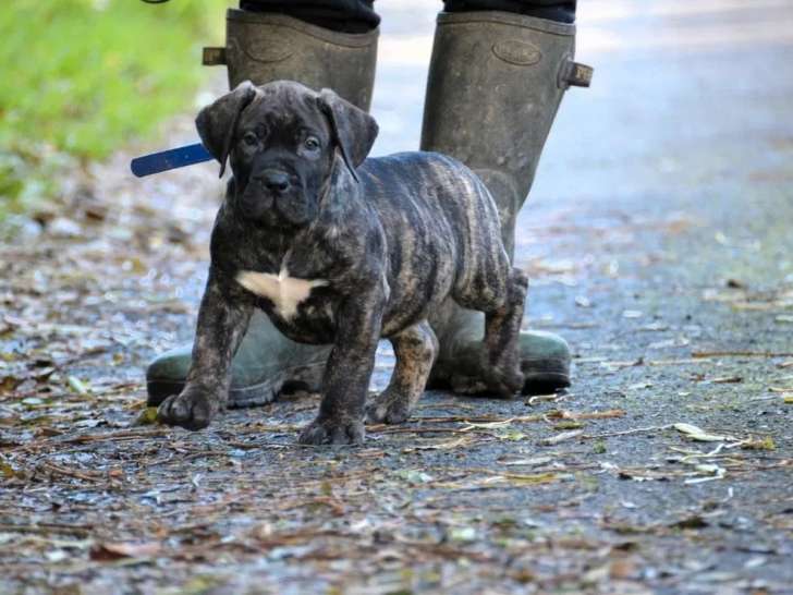 2 chiots mâles Dogue des Canaries LOF à vendre