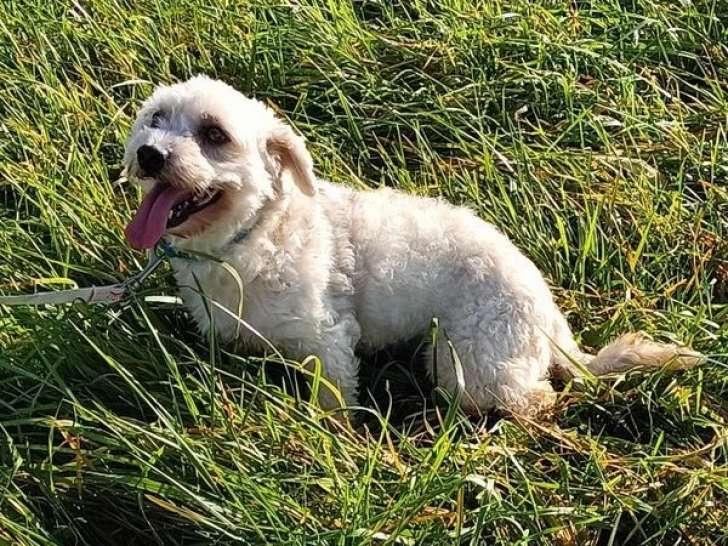 Chien mâle Coton de Tuléar LOF à vendre