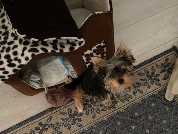 Magnifique petit Yorkshire toy disponible pour saillie