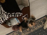 Magnifique petit Yorkshire toy disponible pour saillie