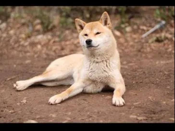 Chien adulte femelle Shiba Inu rousse à vendre (LOF)