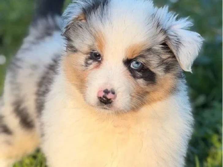 8 chiots Berger Australien LOF à réserver