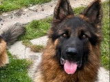 Chienne Berger Allemand LOF &agrave; vendre