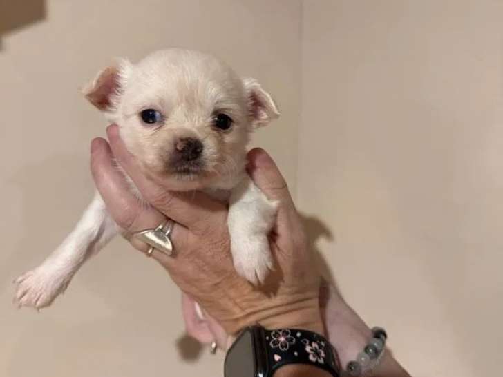 2 chiots Chihuahua à réserver (LOF)