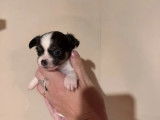 2 chiots Chihuahua à réserver (LOF)