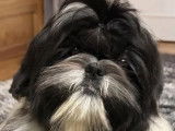 1 chiot mâle Shih Tzu noir tricolore LOF à vendre