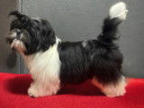 1 chiot mâle Shih Tzu noir tricolore LOF à vendre