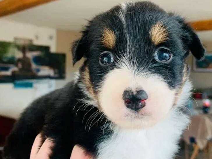 3 chiots femelles Berger Australien LOF à réserver