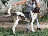 Chienne Cão de Gado Transmontano à vendre (LOF)