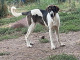 Chienne Cão de Gado Transmontano à vendre (LOF)