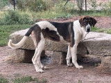 Chienne Cão de Gado Transmontano à vendre (LOF)