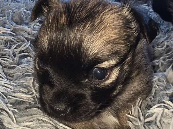 2 chiots Chihuahua à réserver (LOF)