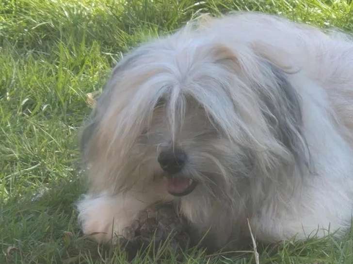 Chien mâle Bichon Havanais disponible pour saillie (LOF)