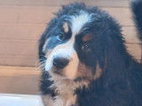 3 chiots Bouvier Bernois à vendre (non LOF)