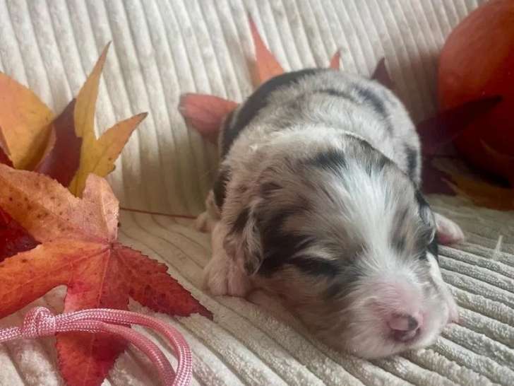 8 chiots Berger Américain Miniature LOF à réserver