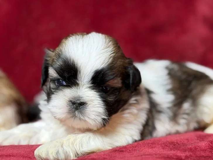 Des chiots Shih Tzu LOF à réserver