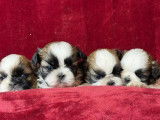 Des chiots Shih Tzu LOF à réserver