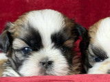 Des chiots Shih Tzu LOF à réserver