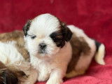 Des chiots Shih Tzu LOF à réserver