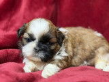 Des chiots Shih Tzu LOF à réserver