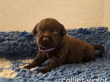8 chiots Labrador chocolat à réserver (LOF)