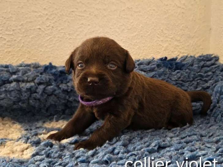 8 chiots Labrador chocolat à réserver (LOF)