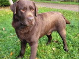 8 chiots Labrador chocolat à réserver (LOF)