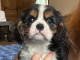 1 chiot mâle Cavalier King Charles LOF à vendre