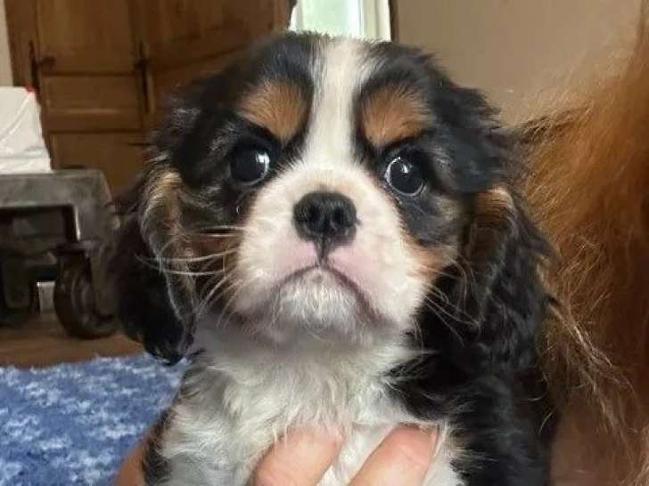 1 chiot mâle Cavalier King Charles LOF à vendre
