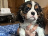 1 chiot mâle Cavalier King Charles LOF à vendre
