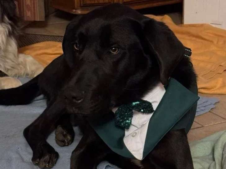 1 chiot mâle Labrador noir à vendre (LOF)