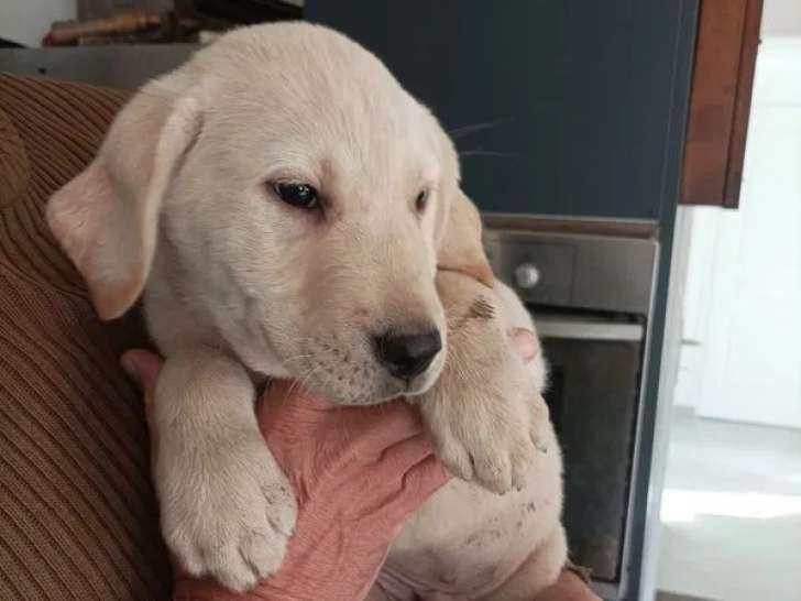 1 chiot mâle Labrador sable mâle à vendre (LOF)