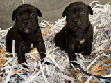 7 chiots Staffordshire Bull Terrier LOF à réserver