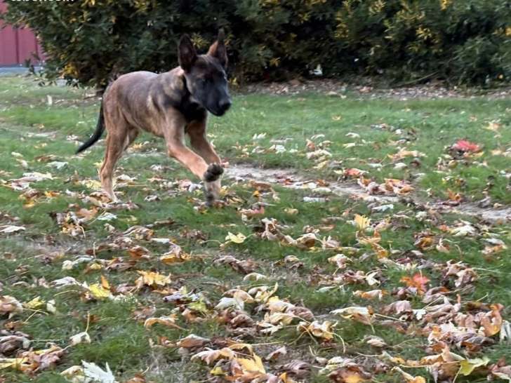 Chiot mâle Berger Belge Malinois à vendre (LOF)