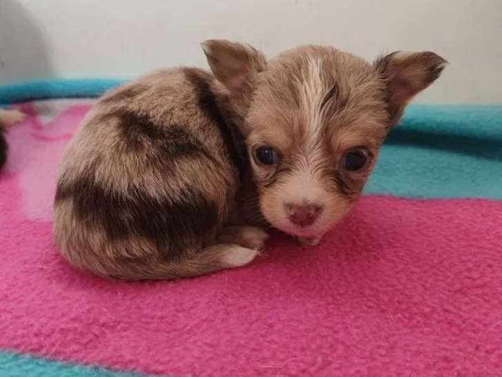 6 chiots Chihuahua disponibles à l’achat (LOF)